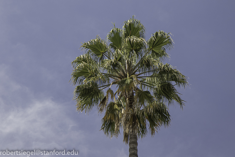 stanford tree walk 2019